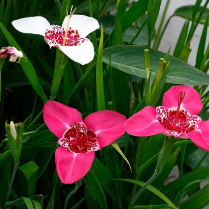 Směs tygřic - Tigridia mix - hlízy tygřice - 9 ks