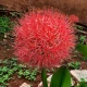 Krvokvět - Scadoxus multiflorus - cibule krvokvětu - 1 ks