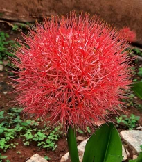 Krvokvět - Scadoxus multiflorus - cibule krvokvětu - 1 ks