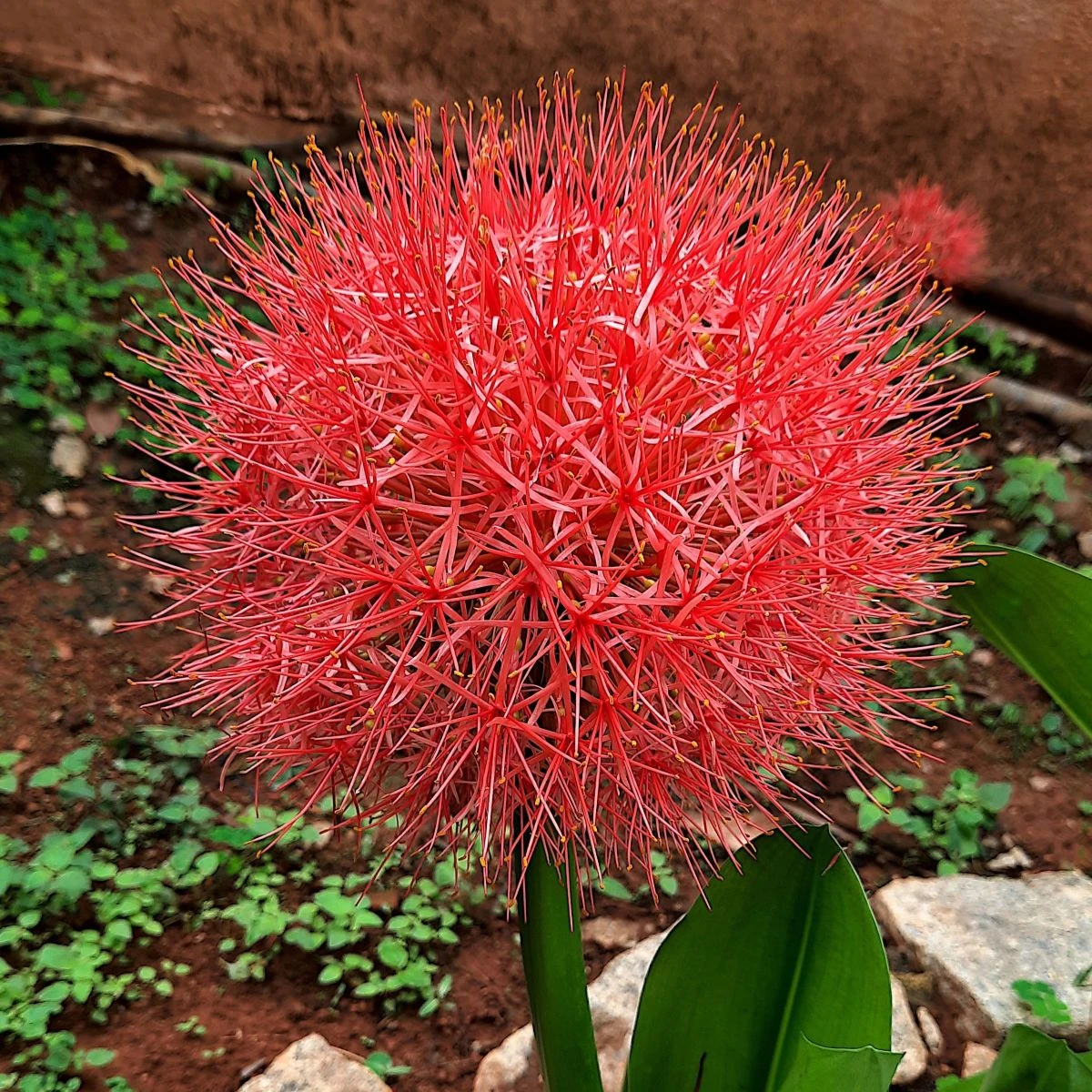 Krvokvět - Scadoxus multiflorus - cibule krvokvětu - 1 ks