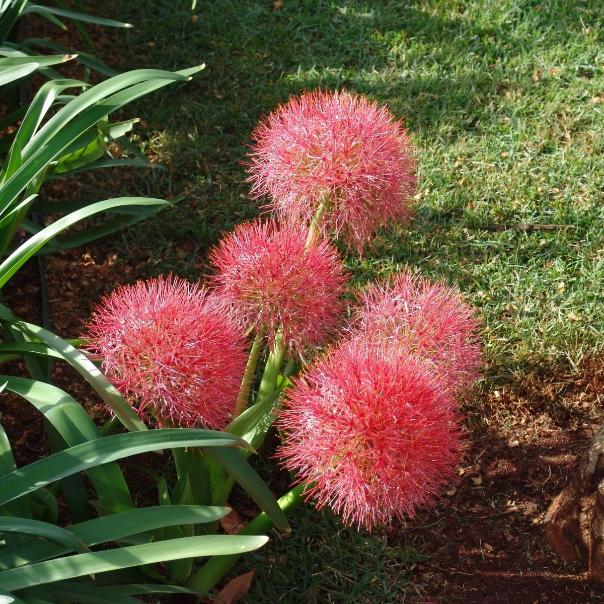 Krvokvět - Scadoxus multiflorus - cibule krvokvětu - 1 ks