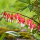 Srdcovka nádherná Valentine - Dicentra spectabilis - hlízy srdcovky - 1 ks