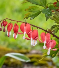 Srdcovka nádherná Valentine - Dicentra spectabilis - hlízy srdcovky - 1 ks