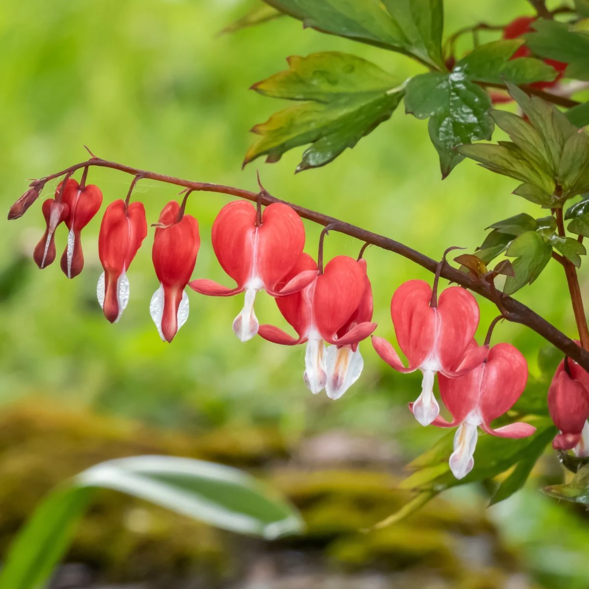 Srdcovka nádherná Valentine - Dicentra spectabilis - hlízy srdcovky - 1 ks