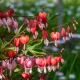 Srdcovka nádherná Valentine - Dicentra spectabilis - hlízy srdcovky - 1 ks