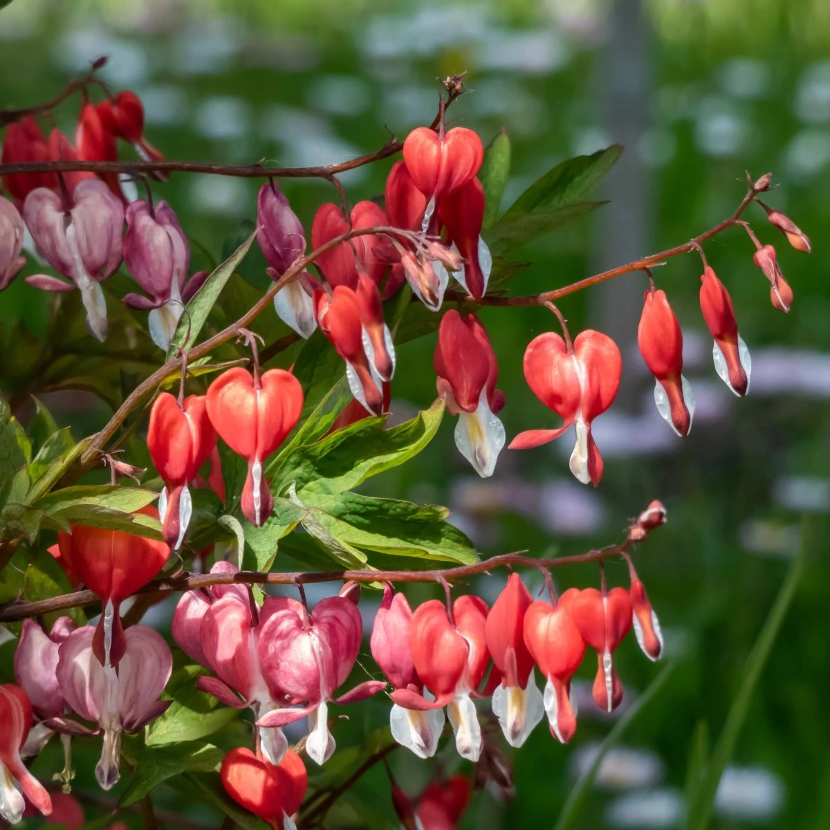 Srdcovka nádherná Valentine - Dicentra spectabilis - hlízy srdcovky - 1 ks