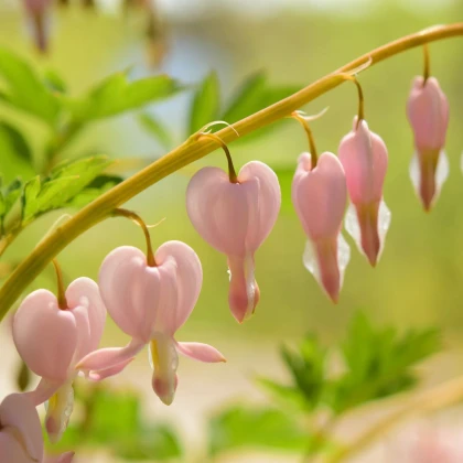 Srdcovka nádherná Cupid - Dicentra spectabilis - hlízy srdcovky - 1 ks