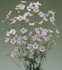 Stračka Jennys Pearl F1 Pink - Delphinium grandiflorum - semena stračky - 10 ks