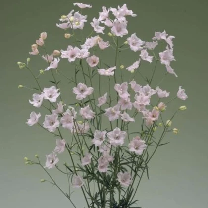 Stračka Jennys Pearl F1 Pink - Delphinium grandiflorum - semena stračky - 10 ks
