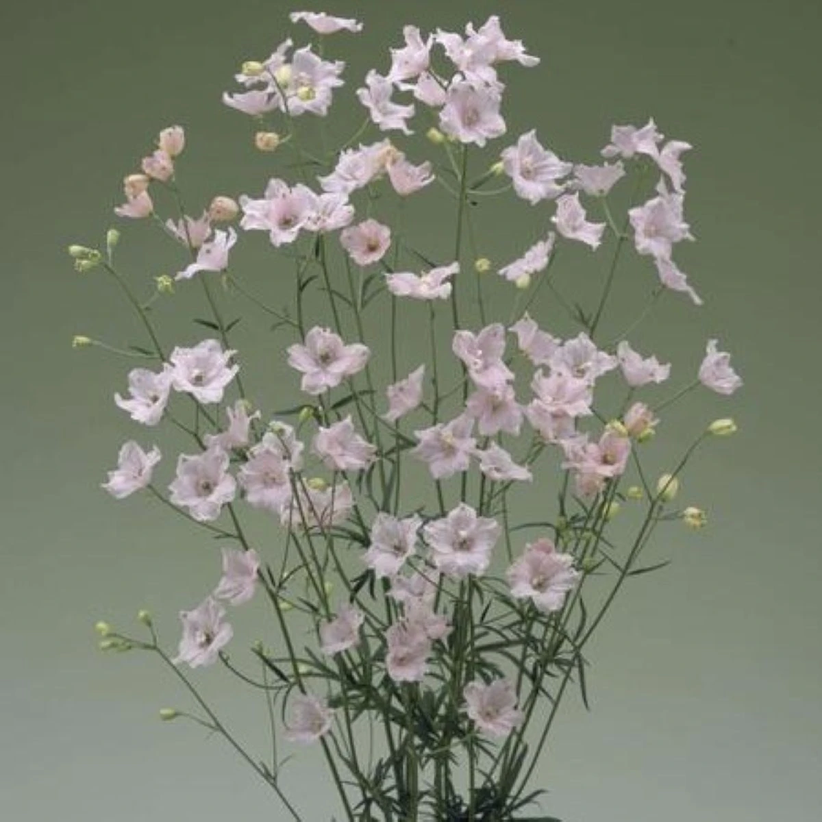 Stračka Jennys Pearl F1 Pink - Delphinium grandiflorum - semena stračky - 10 ks
