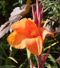 Dosna Durban - Canna - hlízy dosny - 1 ks