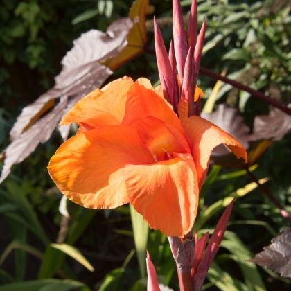 Dosna Durban - Canna - hlízy dosny - 1 ks