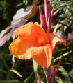Dosna Durban - Canna - hlízy dosny - 1 ks