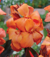 Dosna Panache Black - Canna - hlízy dosny - 1 ks