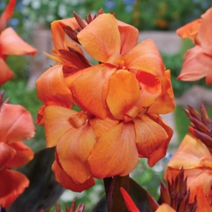 Dosna Panache Black - Canna - hlízy dosny - 1 ks