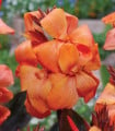 Dosna Panache Black - Canna - hlízy dosny - 1 ks