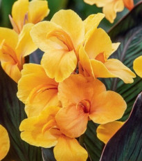 Dosna Louis Cottin - Canna - hlízy dosny - 1 ks