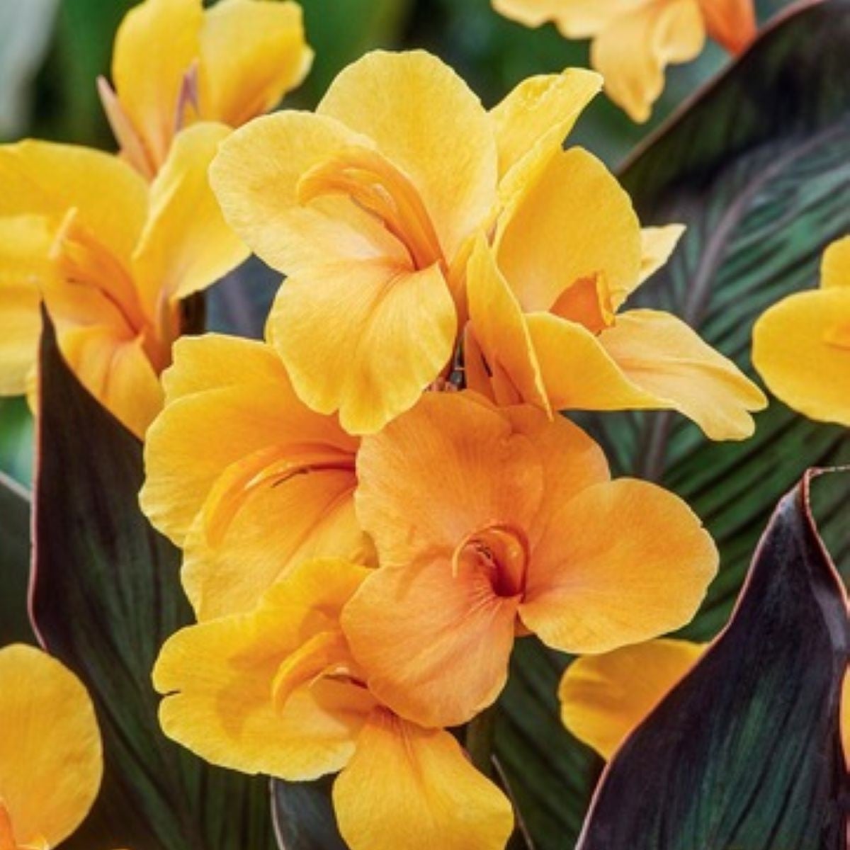 Dosna Louis Cottin - Canna - hlízy dosny - 1 ks