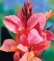 Dosna Champion - Canna - hlízy dosny - 1 ks