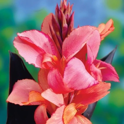 Dosna Champion - Canna - hlízy dosny - 1 ks