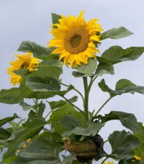 Slunečnice Mongolian Giant - Helianthus annuus - semena slunečnice - 15 ks
