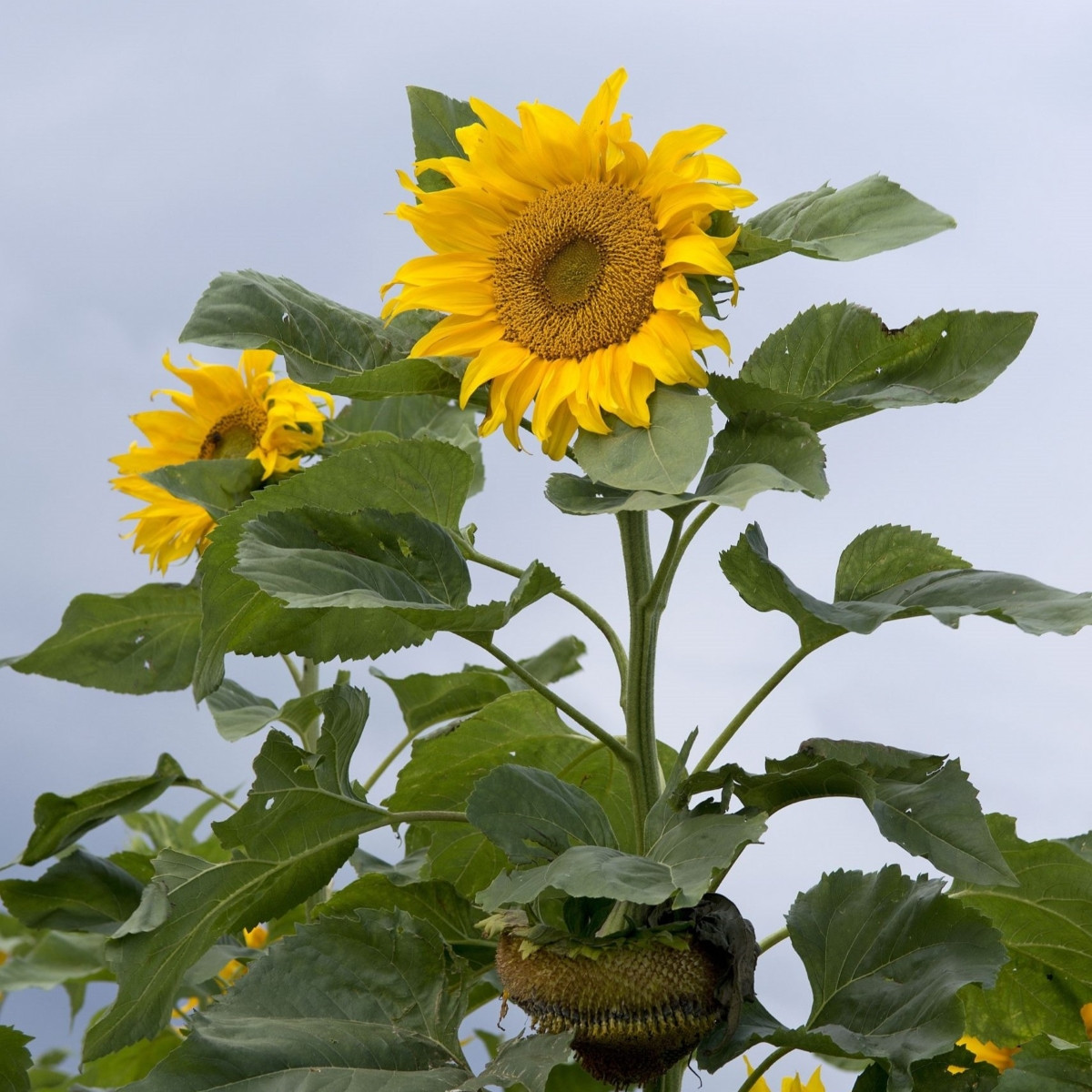 Slunečnice mongolská - Helianthus annuus - semena slunečnice - 15 ks