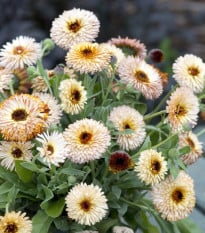 Měsíček lékařský Pygmy Buff - Calendula officinalis - semena měsíčku - 30 ks
