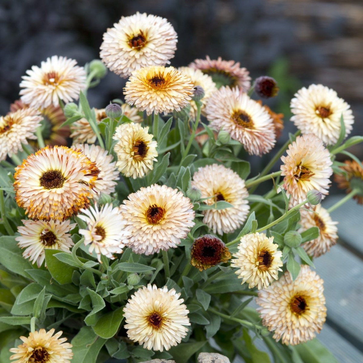 Měsíček lékařský Pygmy Buff - Calendula officinalis - semena měsíčku - 30 ks