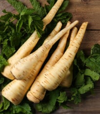 Pastiňák dlouhý bílý Halblange - Pastinaca sativa - semena pastiňáku - 1 g