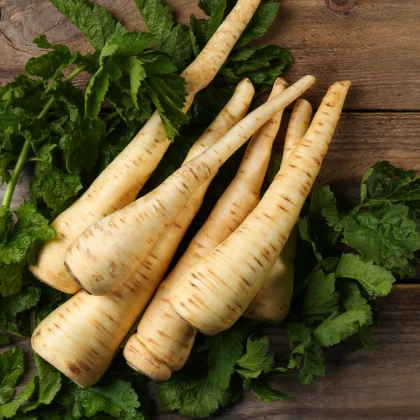 Pastiňák dlouhý bílý Halblange - Pastinaca sativa - semena pastiňáku - 1 g