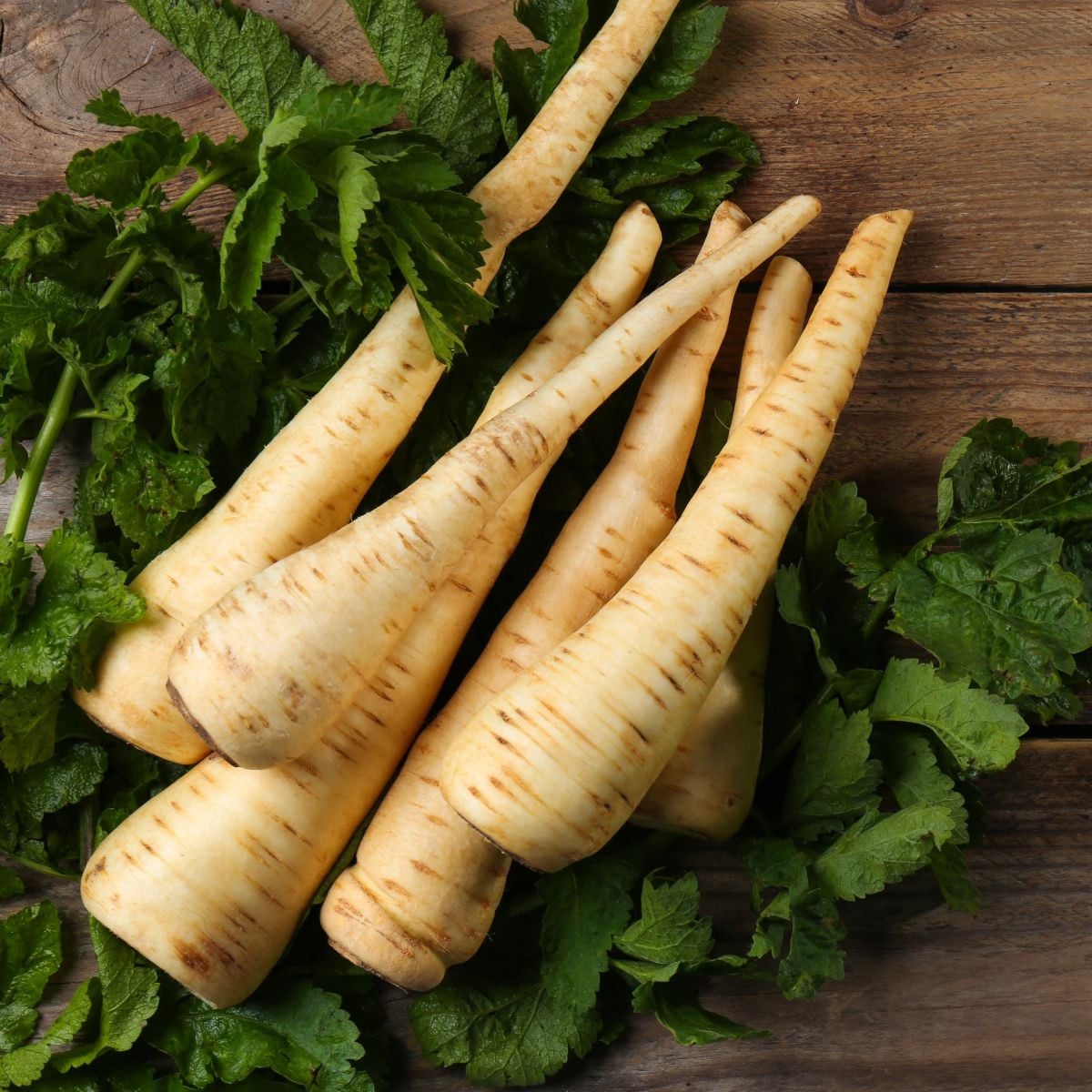 Pastiňák dlouhý bílý Halblange - Pastinaca sativa - semena pastiňáku - 1 g