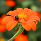 Titónie okrouhlolistá Fiesta Del Sol - Tithonia rotundifolia - semena titónie - 60 ks