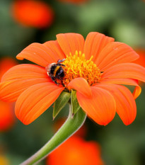 Titónie okrouhlolistá Fiesta Del Sol - Tithonia rotundifolia - semena titónie - 60 ks