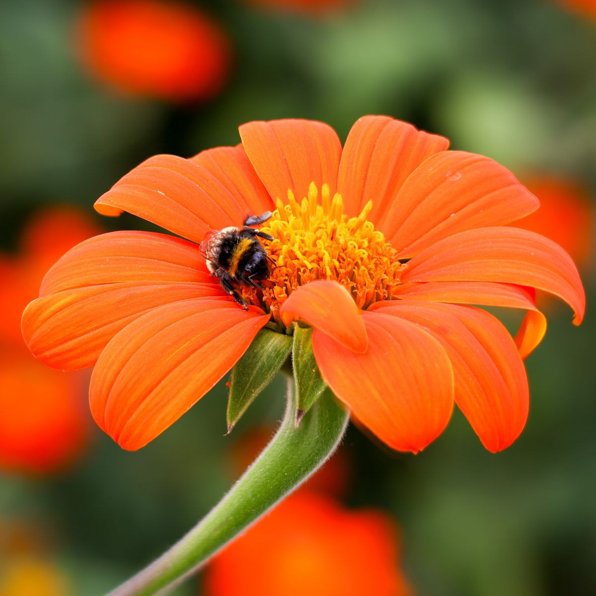 Titónie okrouhlolistá Fiesta Del Sol - Tithonia rotundifolia - semena titónie - 60 ks