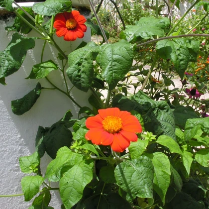 Titónie okrouhlolistá Fiesta Del Sol - Tithonia rotundifolia - semena titónie - 60 ks