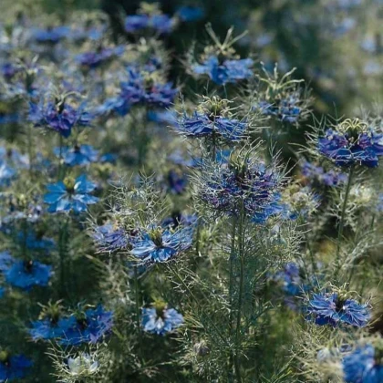 Černucha damašská Miss Jekyll Dark Blue - Nigella damascena - semena černuchy - 200 ks