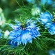 Černucha damašská Miss Jekyll Dark Blue - Nigella damascena - semena černuchy - 200 ks