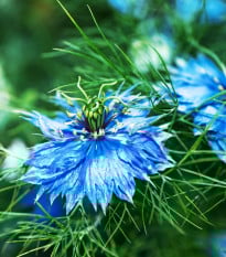 Černucha damašská Miss Jekyll Dark Blue - Nigella damascena - semena černuchy - 200 ks