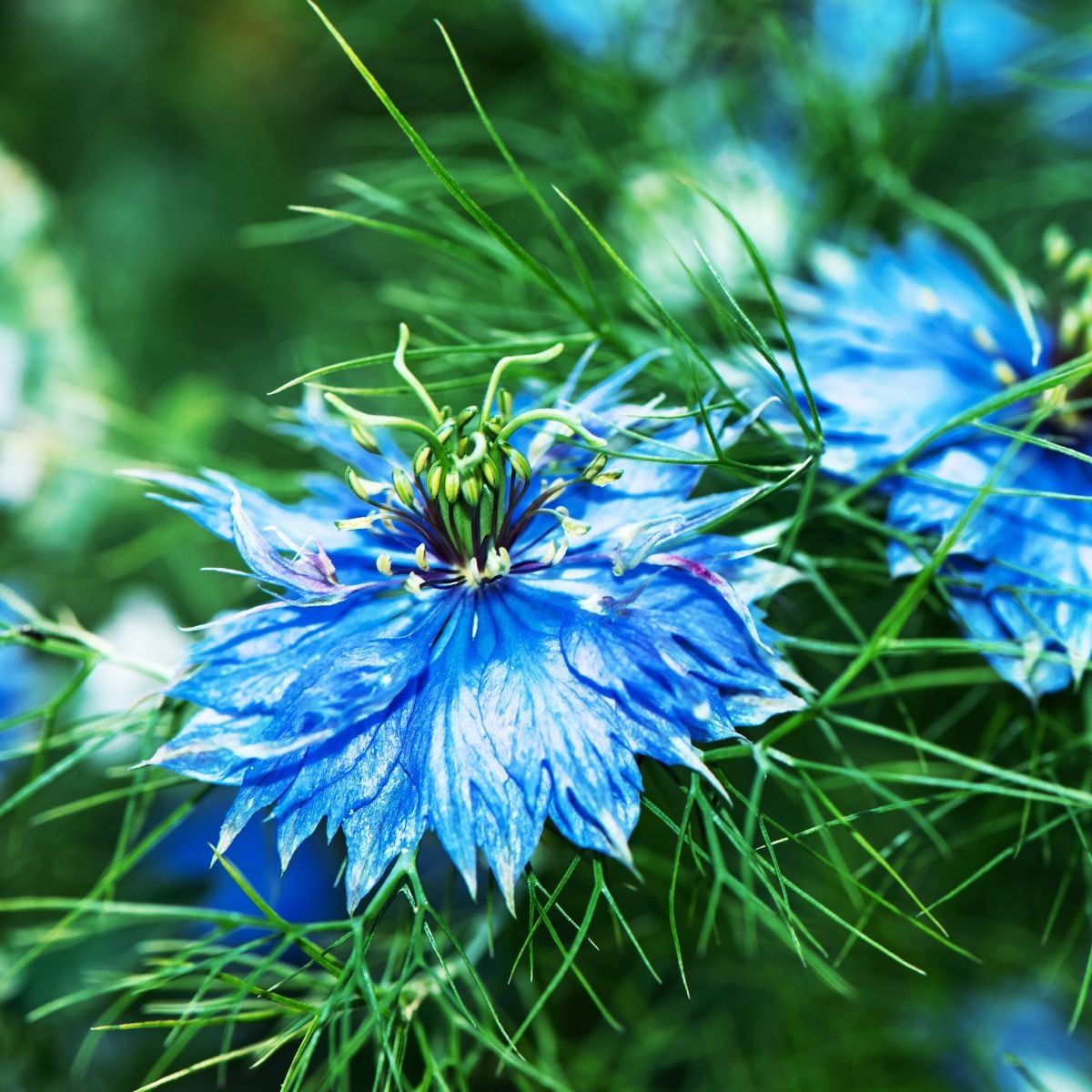 Černucha damašská Miss Jekyll Dark Blue - Nigella damascena - semena černuchy - 200 ks