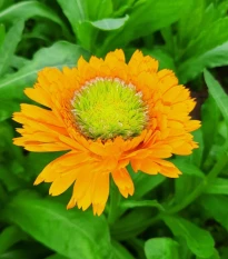 Měsíček lékařský Greenheart Orange - Calendula officinalis - semena měsíčku - 30 ks