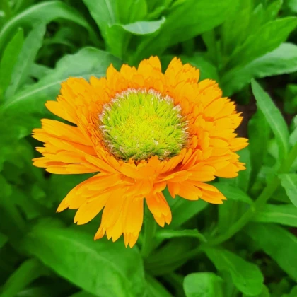 Měsíček lékařský Greenheart Orange - Calendula officinalis - semena měsíčku - 30 ks