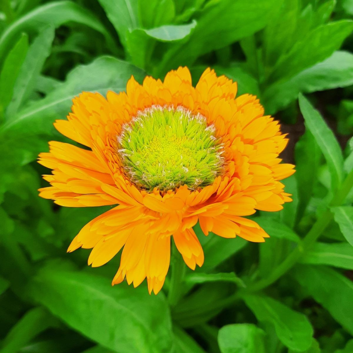 Měsíček lékařský Greenheart Orange - Calendula officinalis - semena měsíčku - 30 ks
