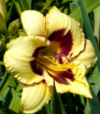 Denivka El Desperado - Hemerocallis - hlízy denivky - 1 ks