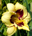 Denivka El Desperado - Hemerocallis - hlízy denivky - 1 ks