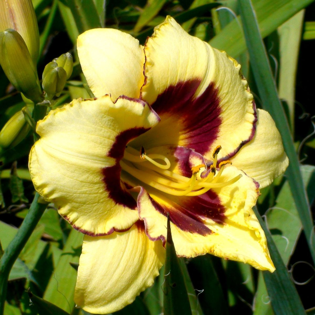 Denivka El Desperado - Hemerocallis - hlízy denivky - 1 ks