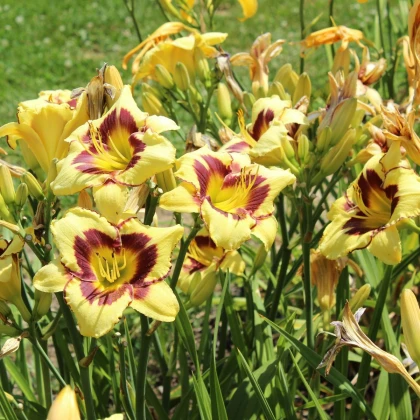 Denivka El Desperado - Hemerocallis - hlízy denivky - 1 ks