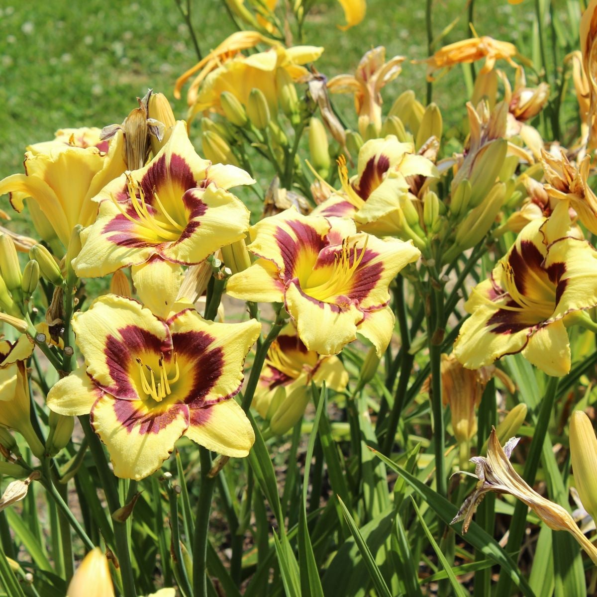 Denivka El Desperado - Hemerocallis - hlízy denivky - 1 ks