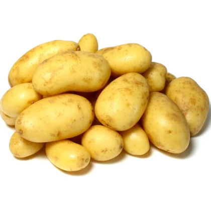 Sadbové brambory Camelia - Solanum tuberosum - brambory - 5 kg