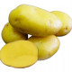 Sadbové brambory Camelia - Solanum tuberosum - brambory - 5 kg