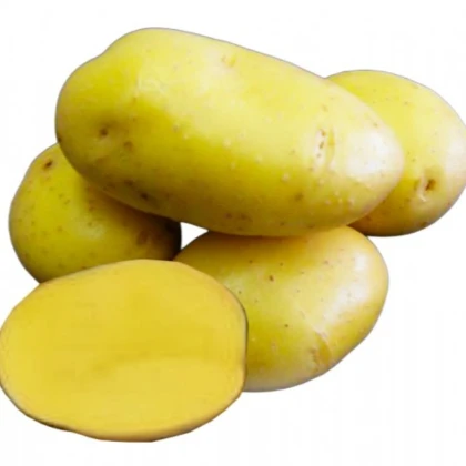 Sadbové brambory Camelia - Solanum tuberosum - brambory - 5 kg